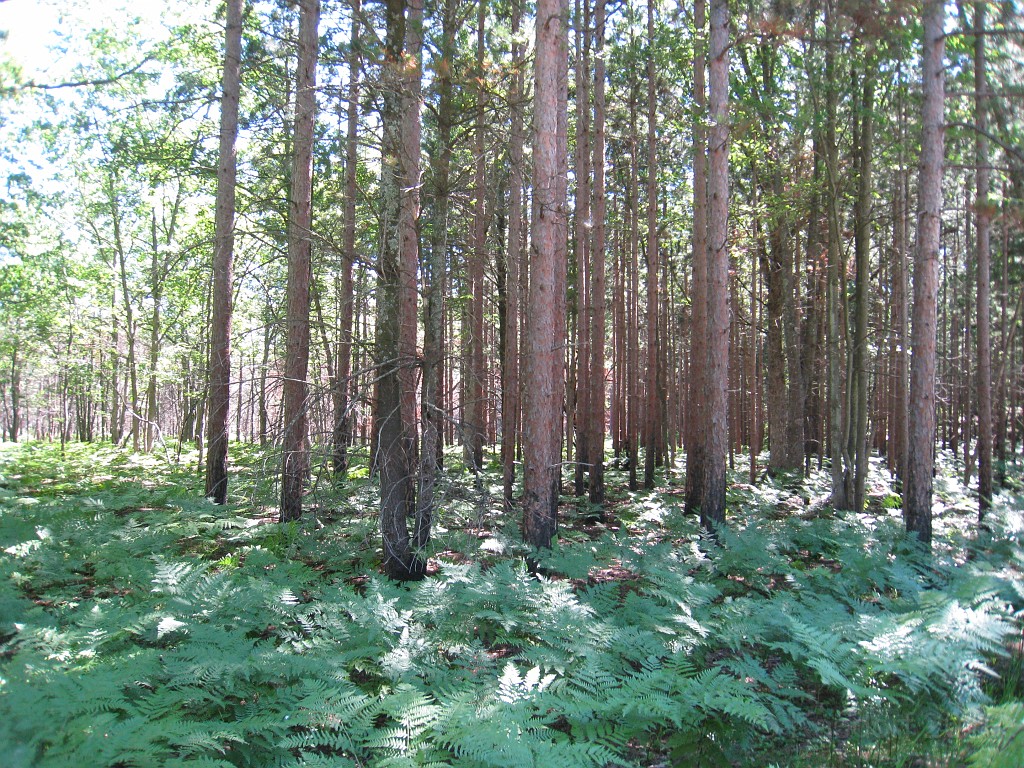 Michigan TC 2010-07 0520.jpg - The Michigan West Coast Tour of July 2010. From Luddington State Park to Traverse City for the Cherry Festival!